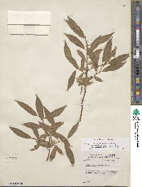 Salix eriocephala var. mackenzieana image