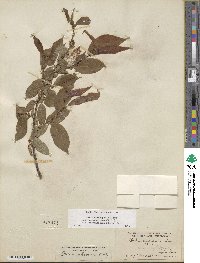 Salix eriocephala var. mackenzieana image