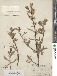 Salix eriocephala var. mackenzieana image