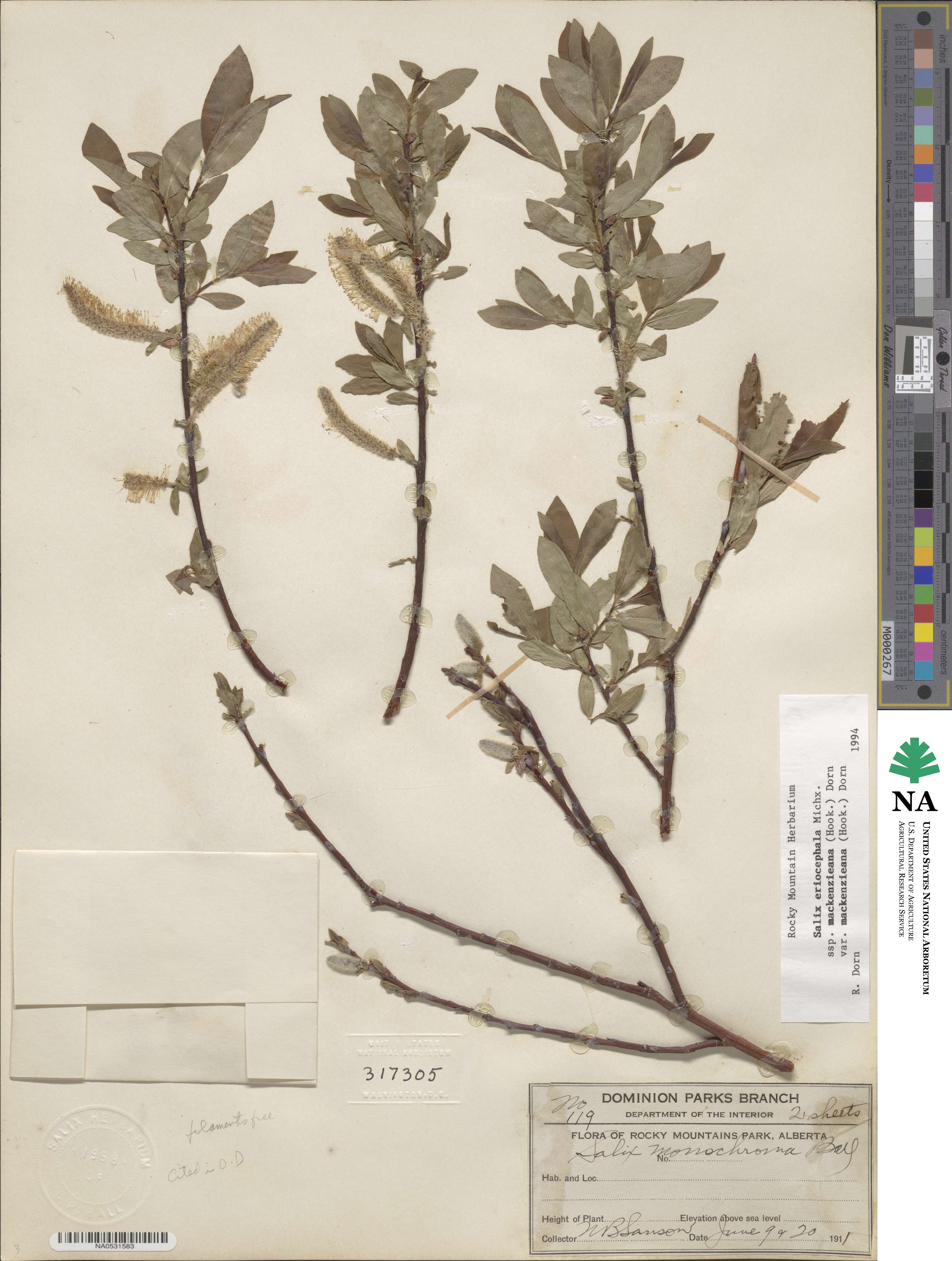 Salix eriocephala var. mackenzieana image