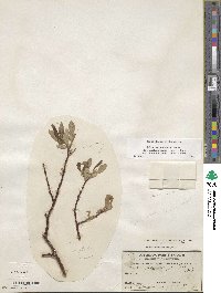 Salix eriocephala var. mackenzieana image