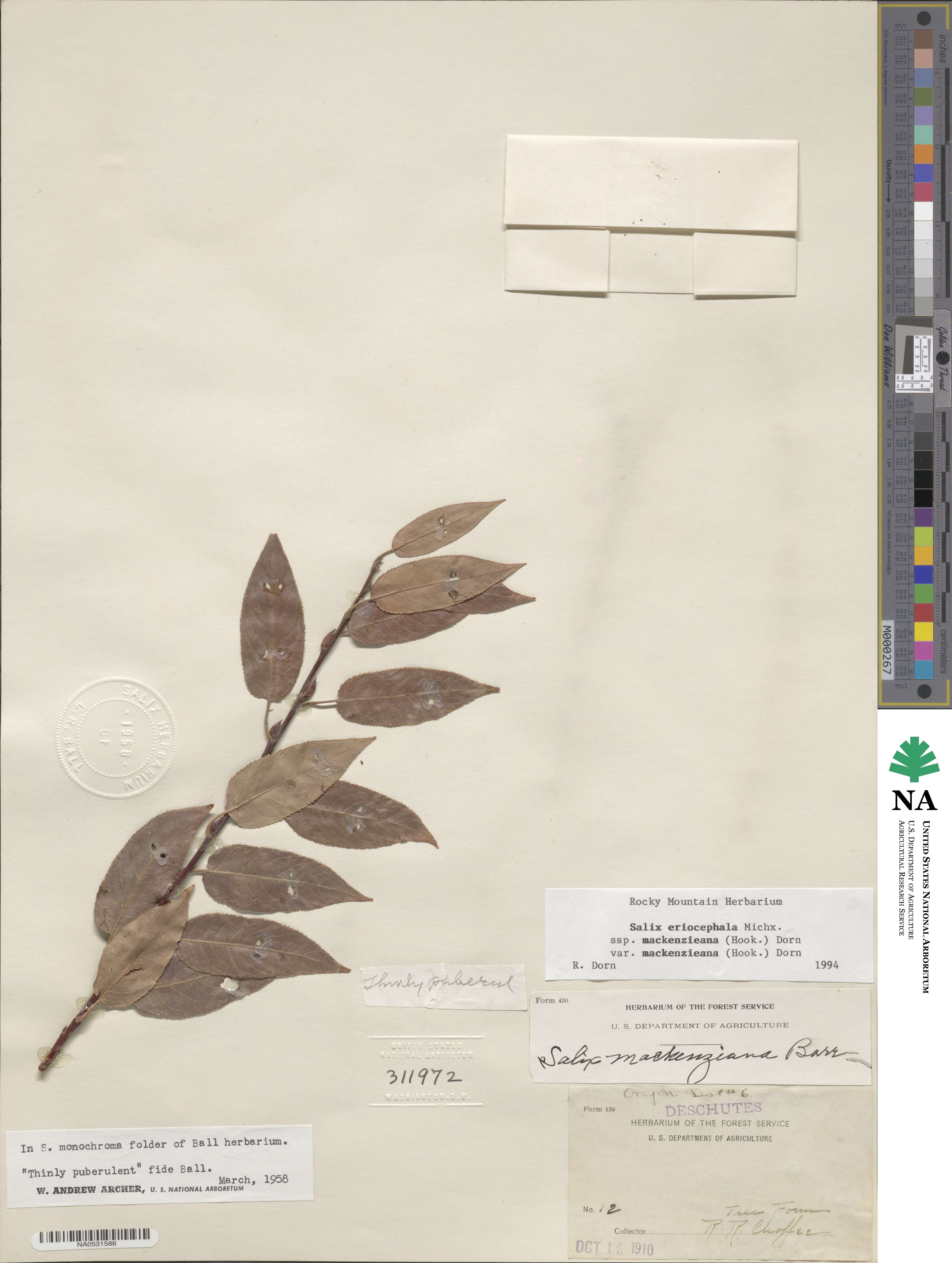 Salix eriocephala var. mackenzieana image