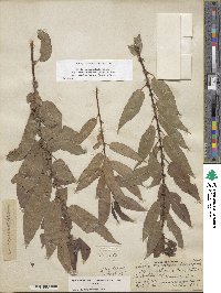 Salix eriocephala var. mackenzieana image