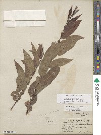 Salix eriocephala var. mackenzieana image