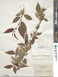 Salix monochroma image