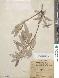 Salix eriocephala image