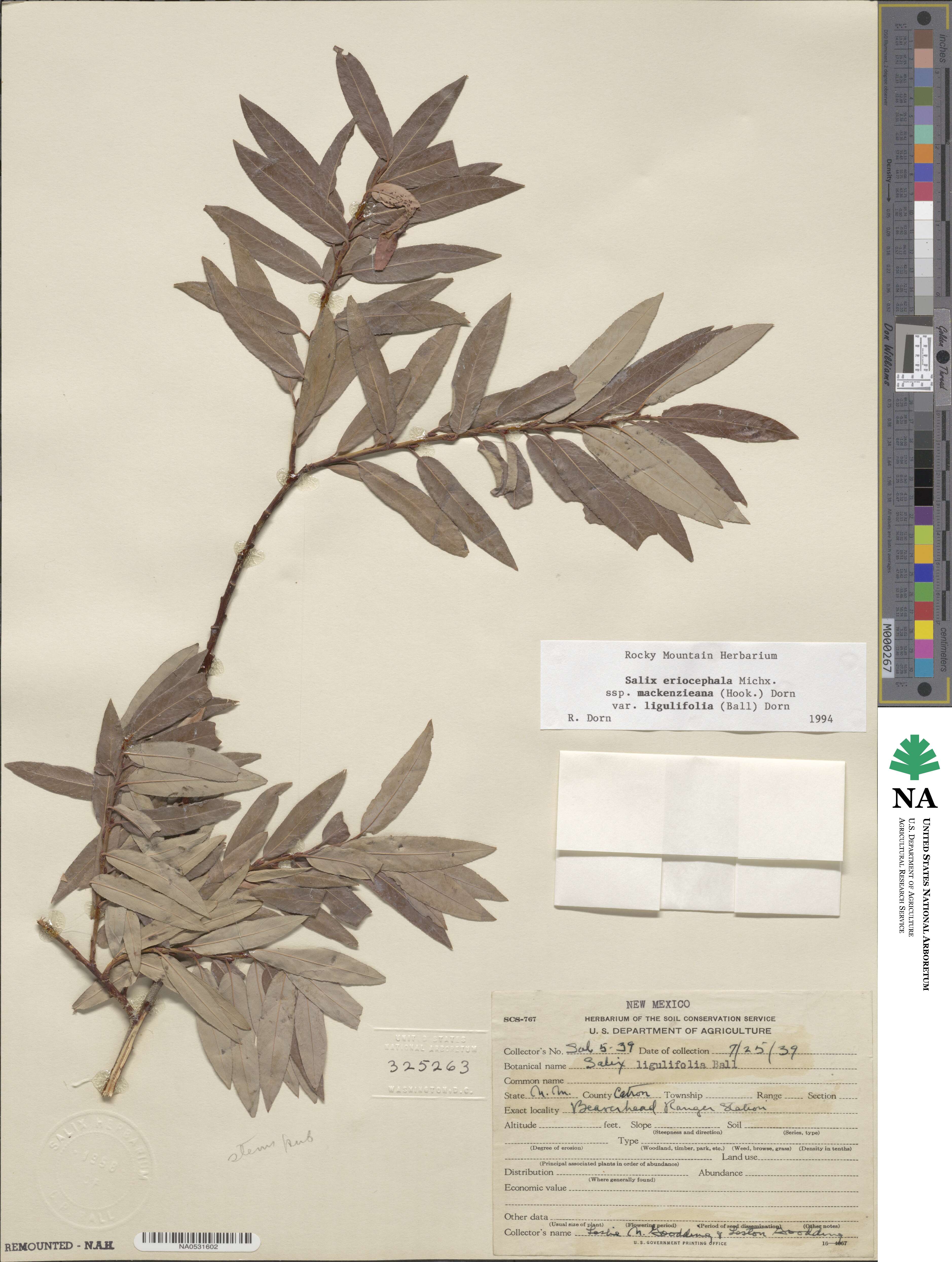 Salix eriocephala var. ligulifolia image