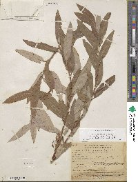 Salix eriocephala image