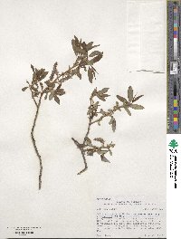 Salix lutea image