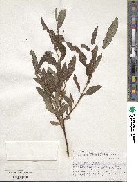 Salix lutea image