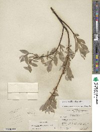 Salix eastwoodiae image