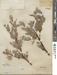 Salix eastwoodiae image