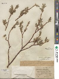 Salix eastwoodiae image