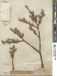 Salix eastwoodiae image