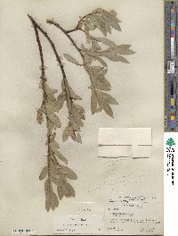 Salix eastwoodiae image