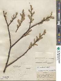 Salix eastwoodiae image