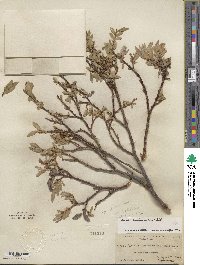 Salix eastwoodiae image