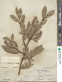 Salix eastwoodiae image