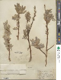 Salix eastwoodiae image