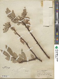 Salix eastwoodiae image