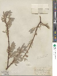 Salix eastwoodiae image