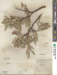 Salix eastwoodiae image