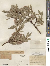 Salix eastwoodiae image