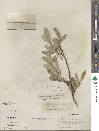 Salix eastwoodiae image