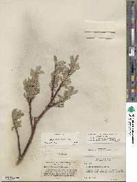 Salix eastwoodiae image