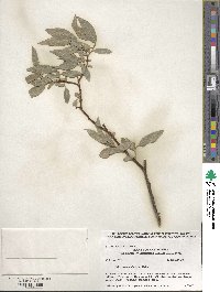 Salix eastwoodiae image