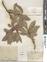 Salix eastwoodiae image