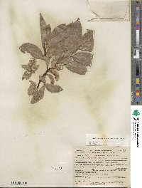 Salix eastwoodiae image