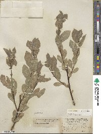 Salix eastwoodiae image