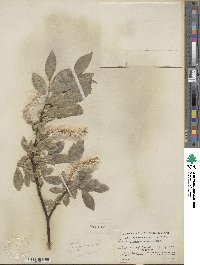 Salix eastwoodiae image