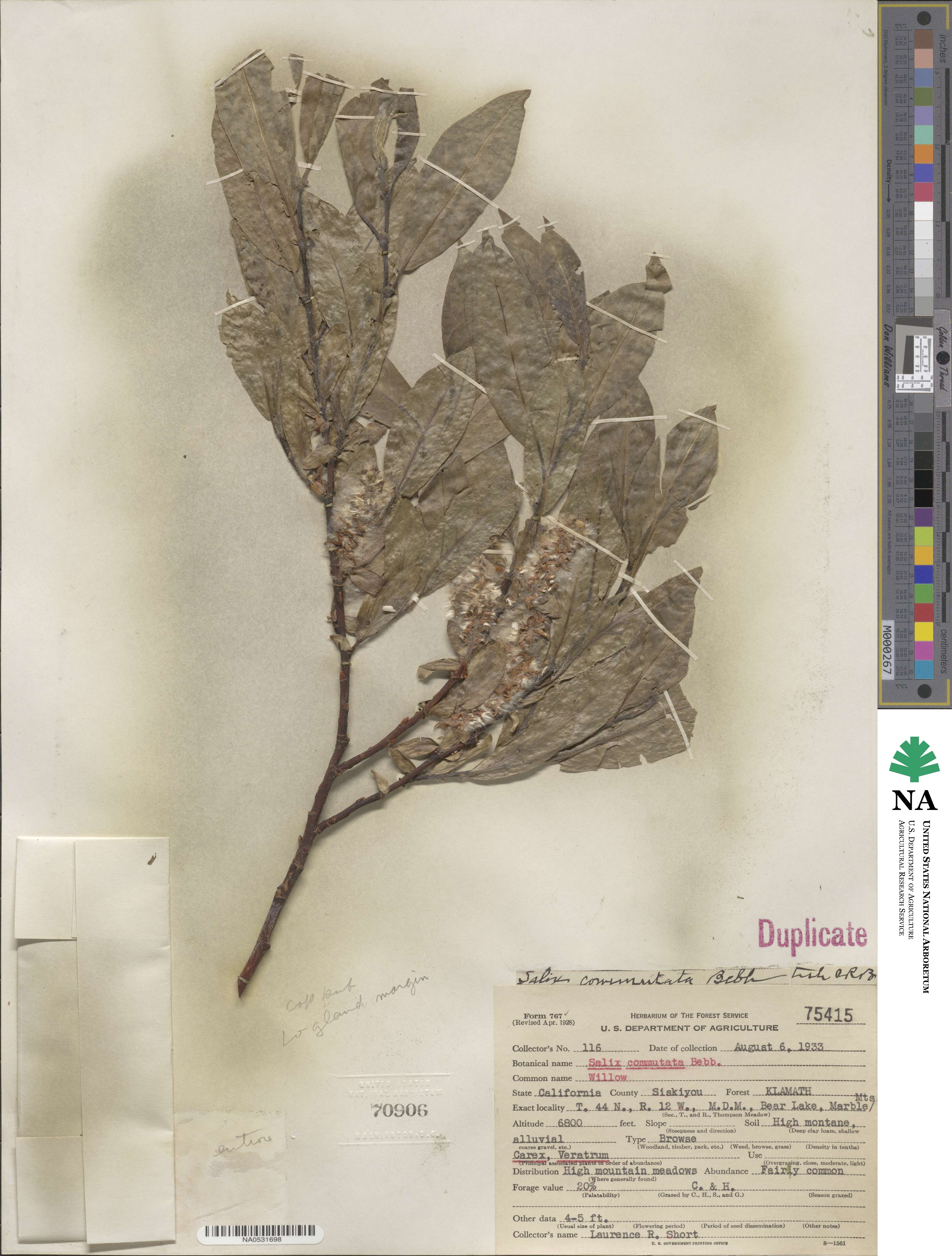 Salix eastwoodiae image