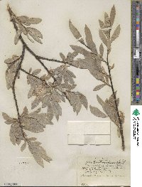 Salix eastwoodiae image