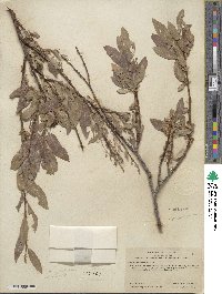 Salix eastwoodiae image