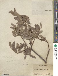 Salix eastwoodiae image