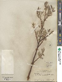 Salix eastwoodiae image