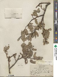 Salix eastwoodiae image