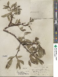 Salix eastwoodiae image