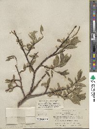 Salix eastwoodiae image