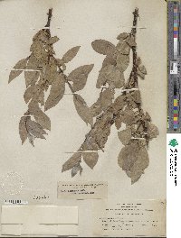 Salix eastwoodiae image