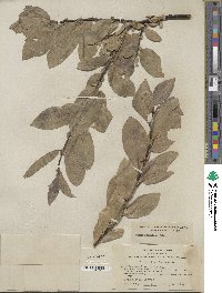 Salix eastwoodiae image