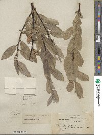 Salix eastwoodiae image