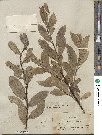 Salix eastwoodiae image