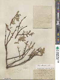 Salix eastwoodiae image