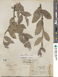 Salix eastwoodiae image