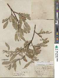 Salix eastwoodiae image