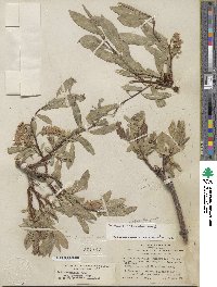 Salix eastwoodiae image